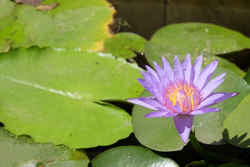 Purple lotus flowers blooming in the sun in the lotus garden.