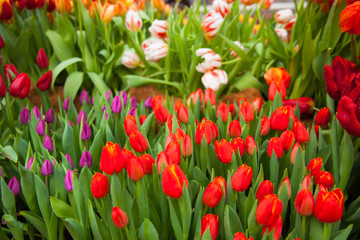 Fototapeta premium Tulip. Spring background of colorful flowers in the garden