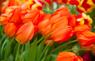Tulip. Spring background of colorful flowers in the garden