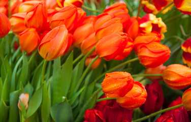 Tulip. Spring background of colorful flowers in the garden