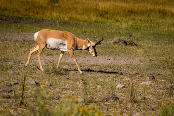Naklejka na ściany i meble Pronghorn antelope at Yellowstone