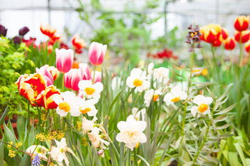 Fototapeta premium Tulip. Spring background of colorful flowers in the garden
