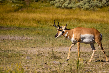 Naklejka na ściany i meble Pronghorn antelope at Yellowstone