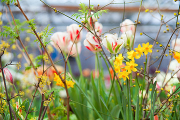 Tulip. Spring background of colorful flowers in the garden