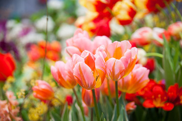 Obraz premium Tulip. Spring background of colorful flowers in the garden