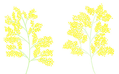 黄色い春の花　ミモザ　カットイラスト