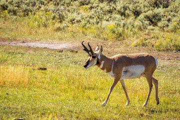 Pronghorn antelope at Yellowstone