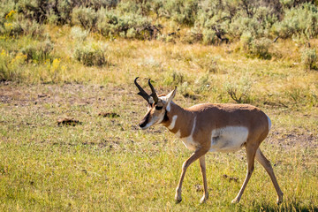 Pronghorn antelope at Yellowstone