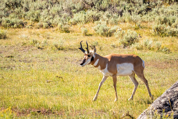 Pronghorn antelope at Yellowstone