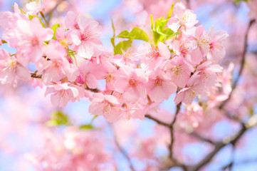 満開の河津桜