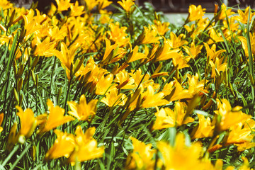 Summer landscape with yellow flowers close-up