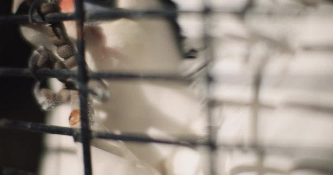 Close up of Little corella (cockatoo) in a zoo cage on a a sunny day. BMPCC 4K