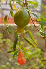 fruit on the tree