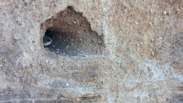 Uferschwalbe&nbsp;(Riparia riparia) an der Brutr&ouml;hre