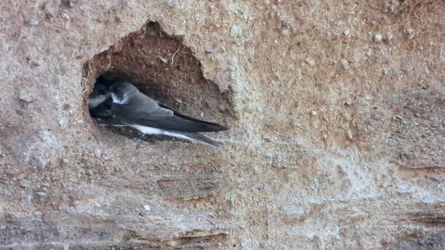 Uferschwalbe&nbsp;(Riparia riparia) an der Brutr&ouml;hre