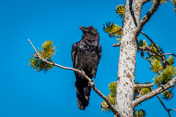 Raven on tree branch