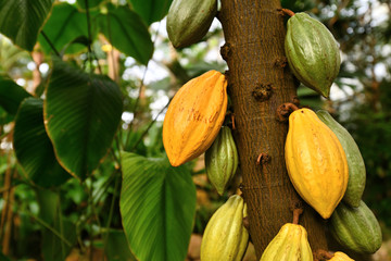 'Theobroma Cacao' cocoa plant tree with huge yellow and green cocoa beans used for production of chocolate - obrazy, fototapety, plakaty