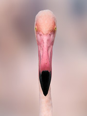 Direct view of pink flamingo