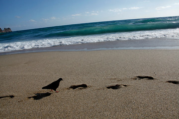Pigeons on the beach. Wavy sea.