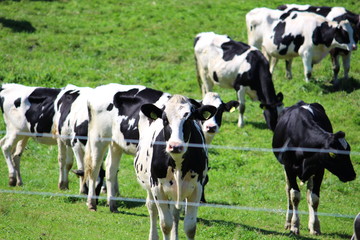牧草地で放牧されている育成牛たち