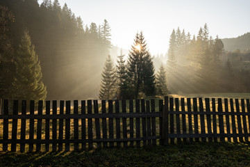 Landscape of pine forest during sunrise with fog	