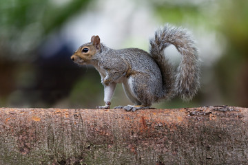 Grey Squirrel (Sciurus carolinensis) found in the Company's Gardens, Cape Town