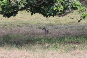 Roe deer mother and baby in the green grass