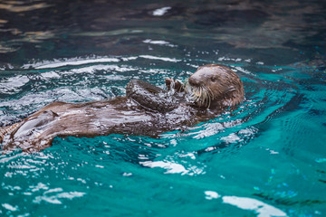 Sea otter feeding in Oregon Zoo