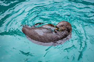 Sea otter feeding in zoo