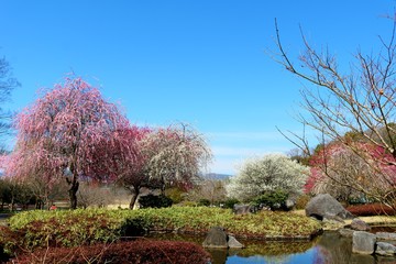 梅の花　しだれ　紅梅　白梅　池　風景　杤木