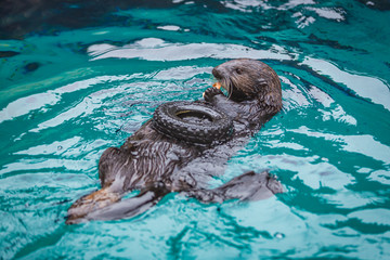 Sea otter feeding in zoo