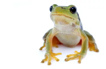 Poster Green tree frog isolated on white background © Trutta