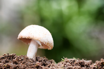 Tropical poisonous mushrooms blossoming in the forest.