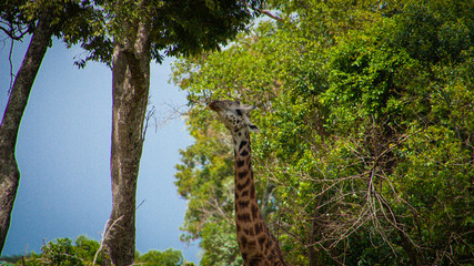 Fototapeta premium Feeding giraffe