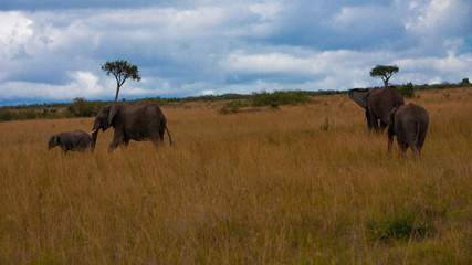 Fototapeta na wymiar Pack of elephants