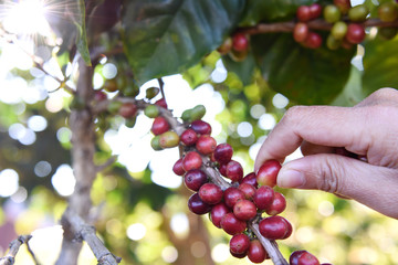 Hand picking coffee berries on branch.