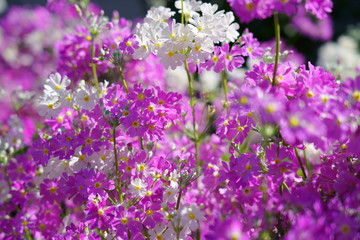 明るく爽やかなサクラソウの花が咲く