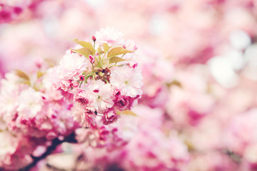 Natural background with pink sakura flowers. Copy space. Japanese cherry in spring time. Spring mood. Amazing sakura