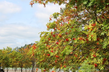Fototapeta na wymiar 秋の公園のナナカマド（赤い木の実）
