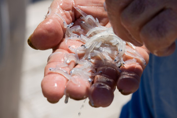 closeup of the hands of a fisherman who has just caught whitebait. Adriatic coast, Apulia, Italy