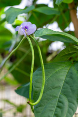 Yard long bean flower on agriculture field, it is crispy sweet taste Eaten as fresh vegetables or eat cooked. Organic Vigna unguiculata for health food concept.