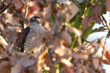 A sparrowhawk perched in a tree surrounded by bright autumn colours