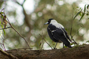 Magpie Australia