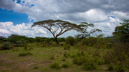 wide tree on the savanna