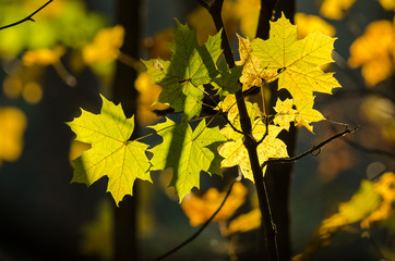 AUTUMN COLORS - A maple leaves in the sunshine