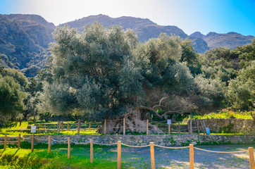 Monumental olive tree in Kavusi.It is a natural monument which is considered to be the oldest olive...