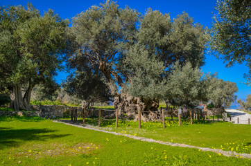 Obraz premium Monumental olive tree in Kavusi.It is a natural monument which is considered to be the oldest olive tree in the world with an age of over 3500 years old.