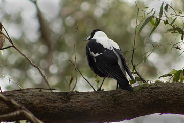 The mighty magpie.