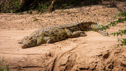 Resting crocodile
