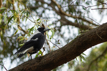 Australian Magpie